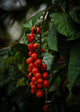 Guarana (Paullinia cupana)