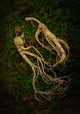 Ginseng (Panax ginseng)